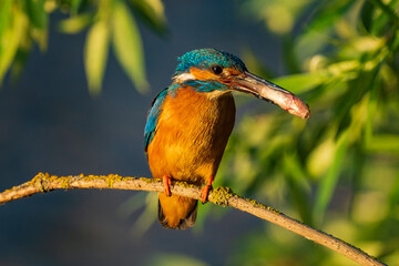 The common kingfisher (Alcedo atthis), also known as the Eurasian kingfisher and river kingfisher, is a small kingfisher.