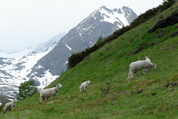 Sheeps on a mountainside in Norway