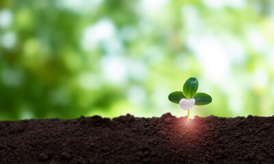 Young plant growing on nature view with sunlight background. Growing sustainability concept. Eco...