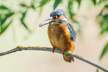 The common kingfisher (Alcedo atthis), also known as the Eurasian kingfisher and river kingfisher, is a small kingfisher.