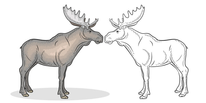 




Animals, moose. Coloring book for children, black and white 
and color image of a wild moose. Vector drawing.