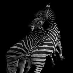 Zebra stallions fighting on black background