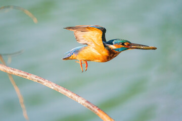 The common kingfisher (Alcedo atthis), also known as the Eurasian kingfisher and river kingfisher, is a small kingfisher.