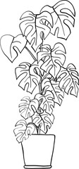 Fototapeta premium simplicity monstera plant freehand drawing flat design.