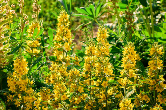 Lysimachia punctata Alexander or Yellow Loosestrife blooms in flower bed in countryside.