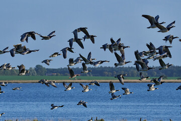 Weißwangengans oder Nonnengans (Branta leucopsis)