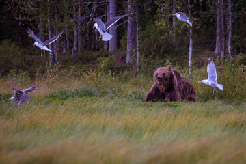 Brown bear and the seagulls