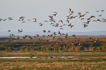 Weißwangengans oder Nonnengans (Branta leucopsis)
