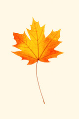 Close up autumn red yellow maple leaf with natural texture on beige background. Natural fallen autumn leaf as minimal card, decorative element. Beautiful fall leaf, trend botanical still life