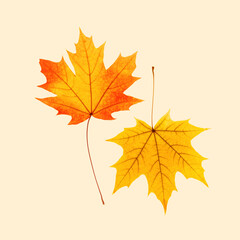 Naklejka na ściany i meble Closeup two autumn red yellow maple leaves with natural texture on beige background. Natural fallen autumn leaf as autumnal minimal concept. Beautiful seasonal fall foliage, botany trend card