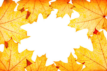 Frame from autumn red yellow maple leaves with natural texture isolated on white background, copyspace. Natural fallen autumn leaf, minimal backdrop. Beautiful fall leaves, autumnal herbarium