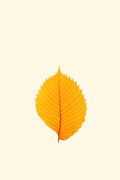 Close up autumn yellow alder leaf with natural texture on beige background. Natural fallen autumn leaf as minimal card, decorative element. Seasonal fall leaf, monochrome  autumnal herbarium