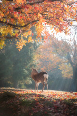 The deer in the morning look for food for the fallen autumn leaves.Because in the morning the leaves are still fresh.