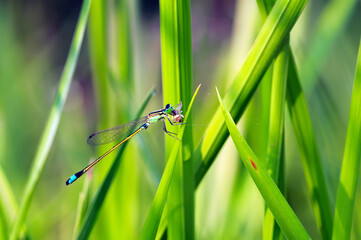 dragonfly on a green leaf