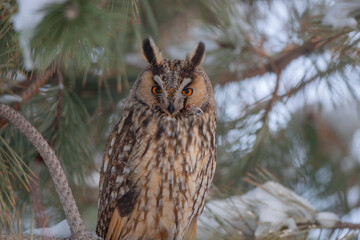 Long-eared Owl (Asio otus) sitting on a tree branch