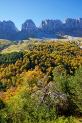 Autumn forest in the Pyrenees