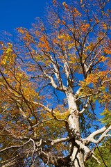 Autumn forest in the Pyrenees