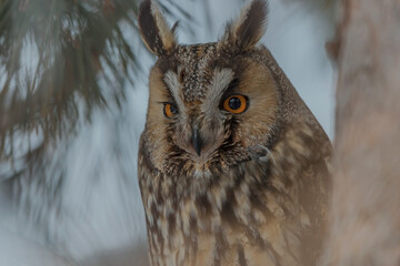 Long-eared Owl (Asio otus) sitting on a tree branch