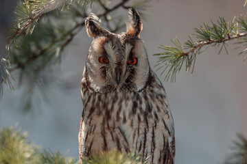 Long-eared Owl (Asio otus) sitting on a tree branch