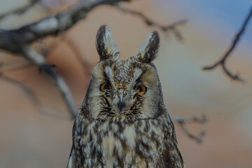 Long-eared Owl (Asio otus) sitting on a tree branch