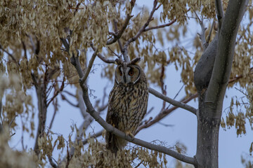 Long-eared Owl (Asio otus) perched on a tree branch