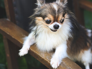 long hair  Chihuahua dog stadning  on black vintage armchair in the garden.