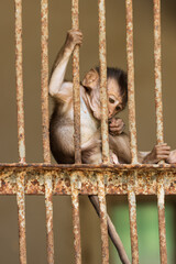 baby monkey in a cage in a nursery