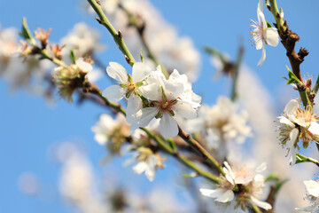 Flor de almendro en el campo de la isla de Mallorca (Islas Baleares, España)
