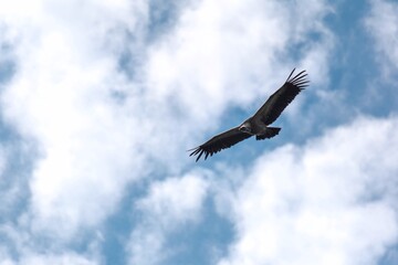 Fototapeta premium Buitre en el cielo