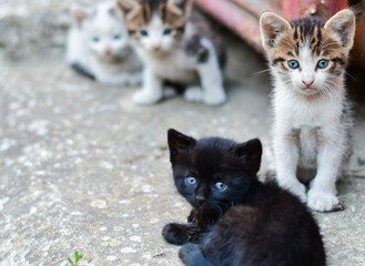 Cats family laying down. Two cute  domestic  lazy  kittens looking at the camera.