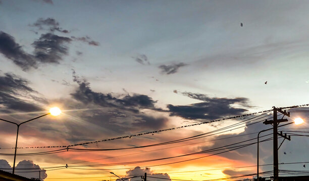 The evening sky and the silhouette of a bird clinging to the wires