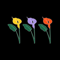 Vector illustration of three colorful calla flowers in yellow, purple and red on a black background