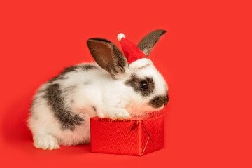 Greeting 2023. christmas rabbit in santa claus hat on red background. new year gift box with baby bunny. place for text, copy space, calendar, postcard, card