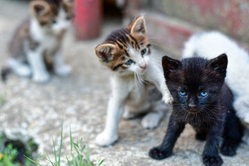 Cats family laying down. Two cute  domestic  lazy  kittens looking at the camera.