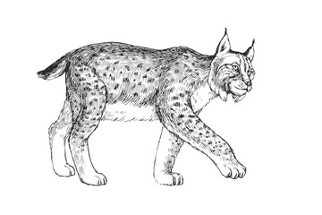 Vector hand-drawn illustration of a lynx isolated on a white background. Sketch of a wild animal of the European forest. © mashikomo