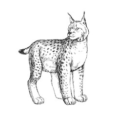 Vector hand-drawn illustration of a lynx isolated on a white background. Sketch of a wild animal of the European forest.
