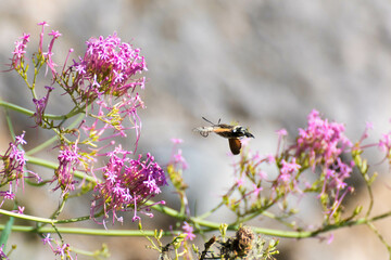 Colibrí esfinge © Alan