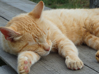 street red cat basking in the sun. Red cat relaxed and bored in the garden in a summer day.