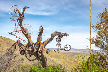 Bicycles in a tree art set up in Alpine Texas mountain forest