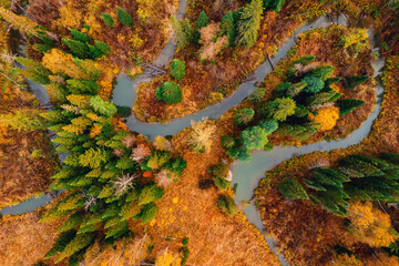 Landscape autumn yellow forest with winding river with sun light, Aerial top view
