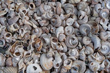 Nature's art: seashells washed up on a beach, Aotearoa / New Zealand.
