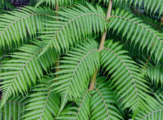 Fern leaves, native bush, west coast, south island, Aotearoa / New Zealand.