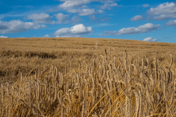 Panoramic picture of golden ears of wheat swaying in the wind on the field. Sunny weather in the middle of the day