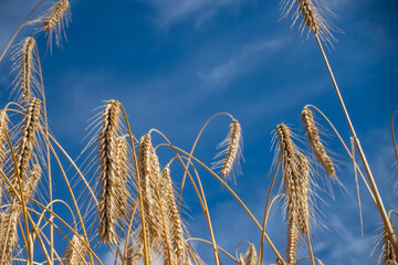 Close up of golden ears of wheat swaying in the wind on the field. Sunny weather in the middle of the day