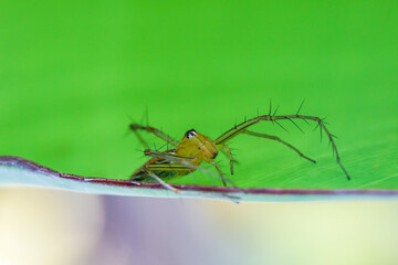 Striped lynx spider. spider types. spider macro images. Spider closeup photo.