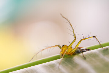 Striped lynx spider. spider types. spider macro images. Spider closeup photo.