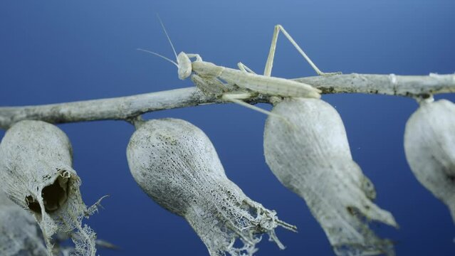 Small praying mantis sits on Henbane dry flowers and washes on blue sky background. Crimean praying mantis (Ameles heldreichi) female on Black Henbane (Hyoscyamus niger). Macro shot