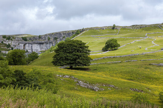 Malham Cove, with buttercup meadows, drystone walls and limestone moorland beyond, North Yorkshire, UK