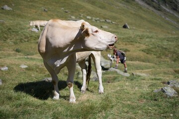 Fototapeta na wymiar cow on the pasture