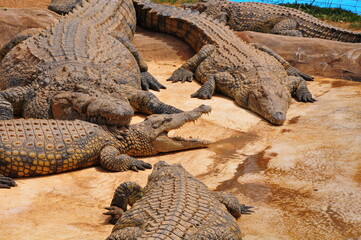 resting crocodile in the zoo